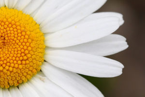 kuss-essentials-Chamomile