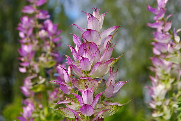 Clary Sage