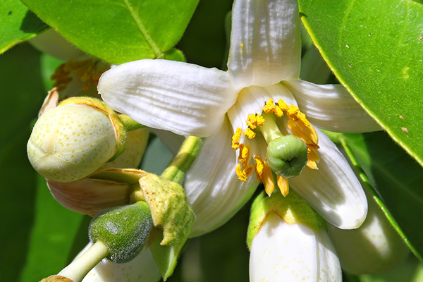 Neroli