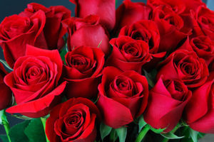 kuss-essentials-Rose