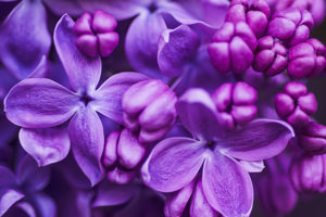 kuss-essentials-Violet