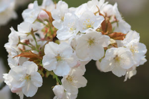 kuss-essentials-White-Flower