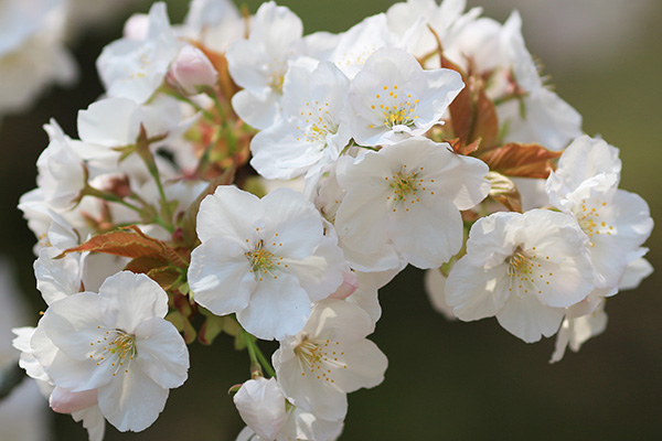 White Flower