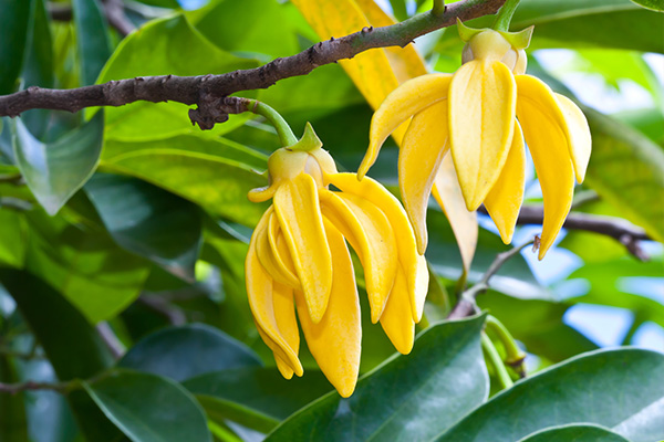 Ylang Ylang