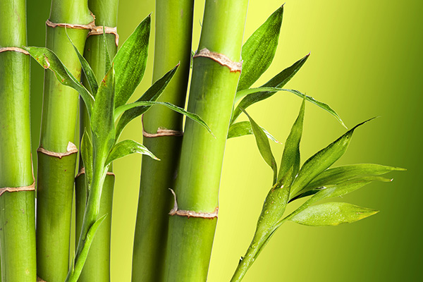 Bamboo