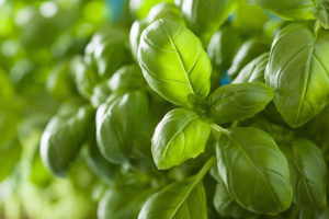 kuss-essentials-Basil