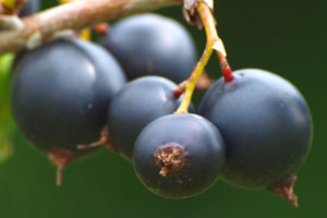kuss-essentials-Blackcurrant