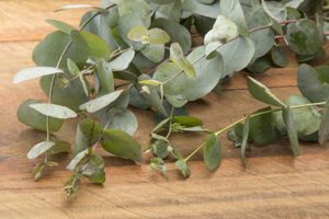 kuss-essentials-Eucalyptus kuss-essentials-Eucalyptus