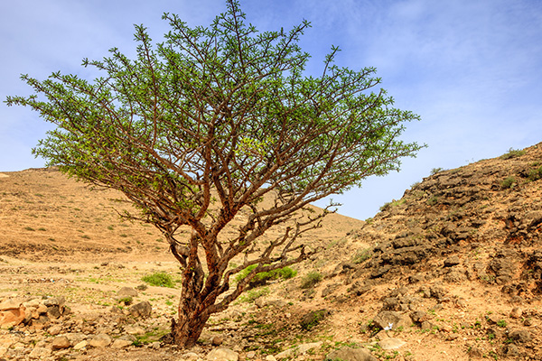 Frankincense