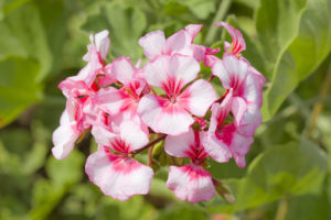 kuss-essentials-Geranium