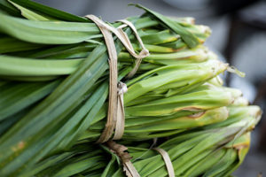 kuss-essentials-Pandan