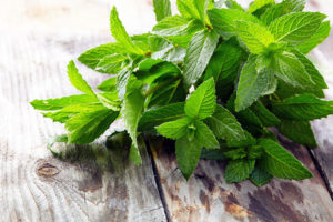 kuss-essentials-Peppermint