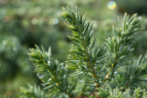 kuss-essentials-Pine