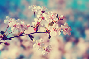 kuss-essentials-Spring