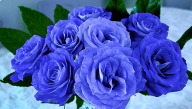 Blue Rose