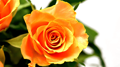 Orange Rose