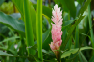 kuss-essentials-Verbena-Ginger kuss-essentials-Verbena-Ginger