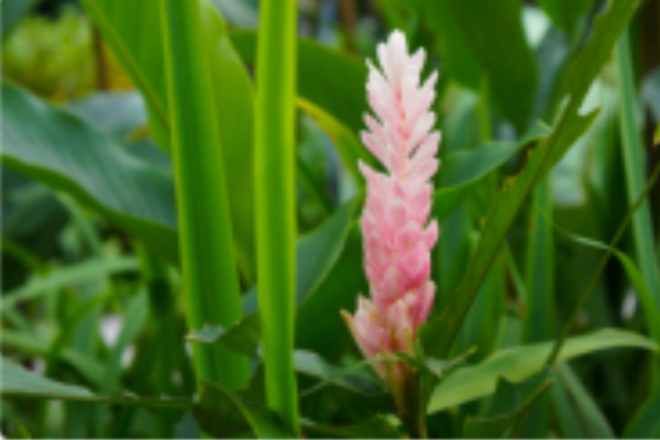 Verbena Ginger