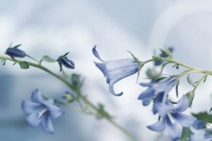 bluebell-2 bluebell-2